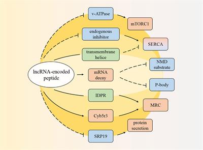 LncRNA-Encoded Peptide: Functions and Predicting Methods